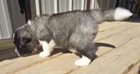 Magnus , a male Akita for sale in Searsboro, IA – Photo 2 of 4