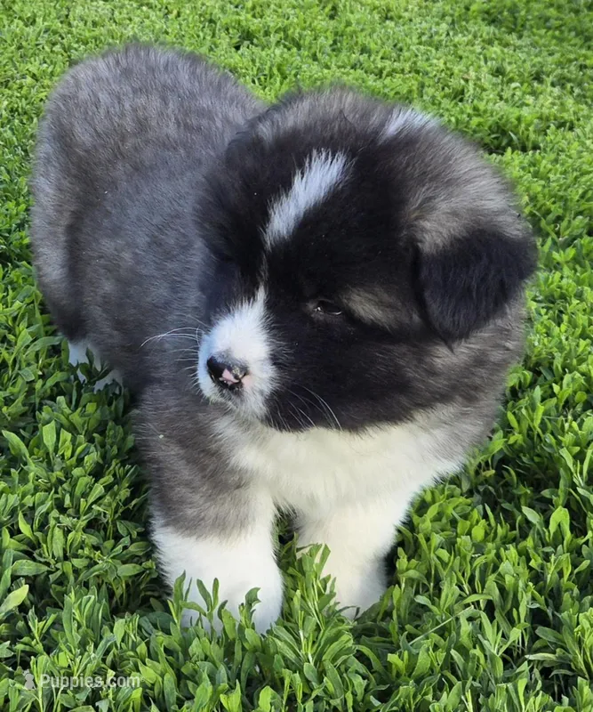 Magnus  – Akita puppy for sale in Searsboro, IA