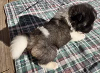 Eli, a male Akita for sale in Searsboro, IA – 5 of 6
