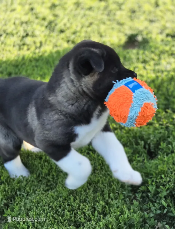 Raiden – Akita puppy for sale in Searsboro, IA
