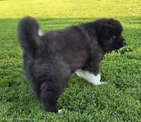 Odin , a male Akita for sale in Searsboro, IA – 3 of 8