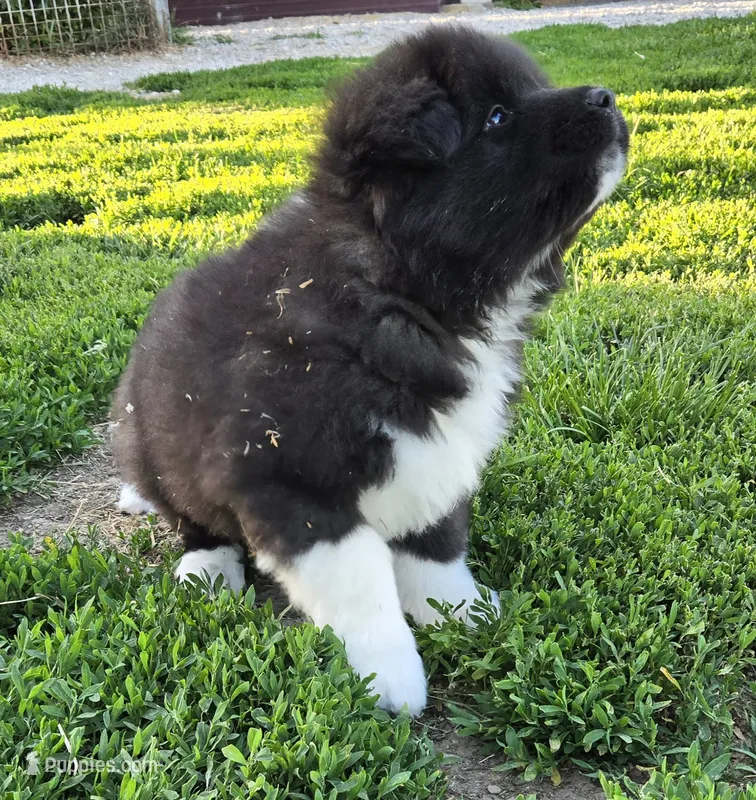 Odin  – Akita puppy for sale in Searsboro, IA
