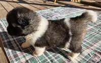 Eli, a male Akita for sale in Searsboro, IA – 6 of 6