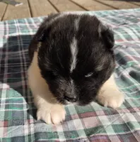 Eli, a male Akita for sale in Searsboro, IA – 3 of 6