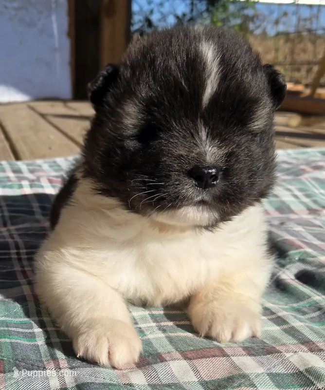 Eli, a male Akita for sale in Searsboro, IA – 1 of 6