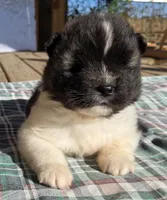 Eli, a male Akita for sale in Searsboro, IA – 1 of 6
