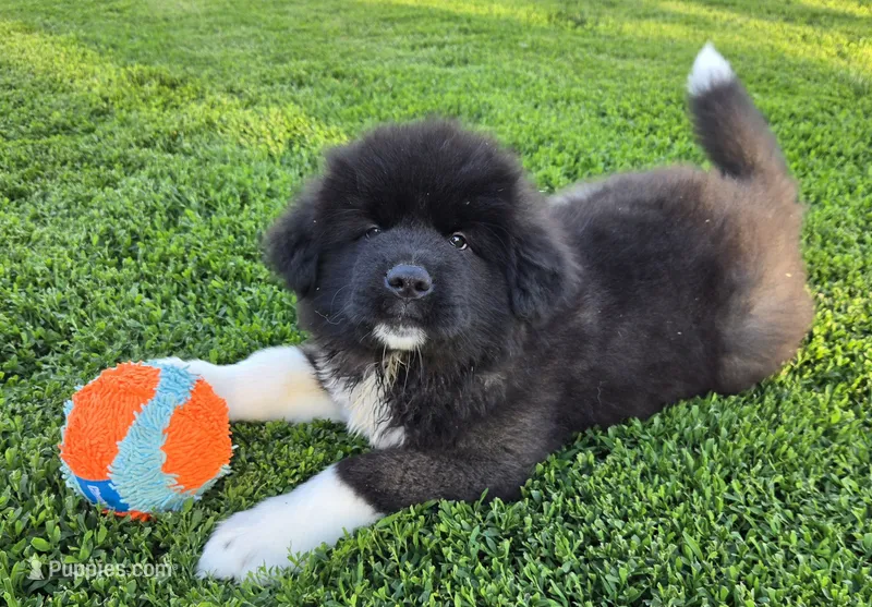 Odin  – Akita puppy for sale in Searsboro, IA
