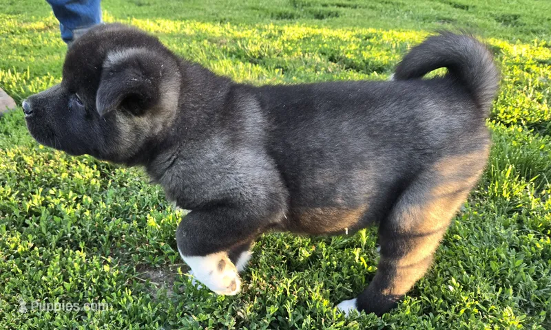 Kobus – Akita puppy for sale in Searsboro, IA