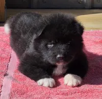 Neko , a male Akita for sale in Searsboro, IA – Photo 2 of 5