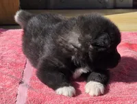 Neko , a male Akita for sale in Searsboro, IA – Photo 4 of 5