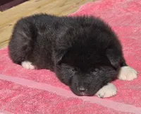 Neko , a male Akita for sale in Searsboro, IA – Photo 3 of 5