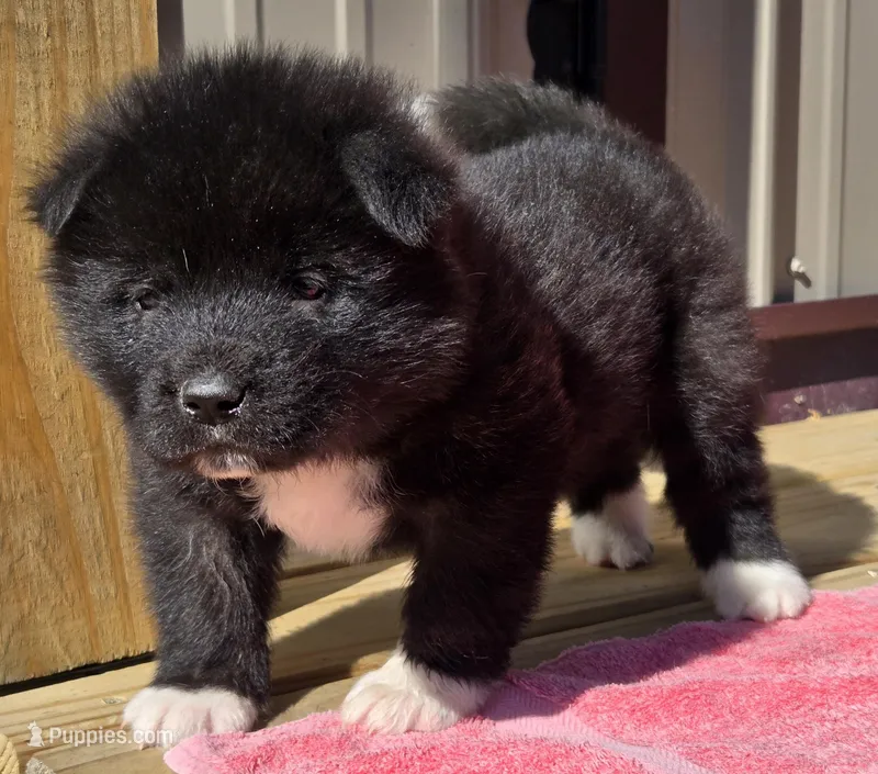 Neko  – Akita puppy for sale in Searsboro, IA