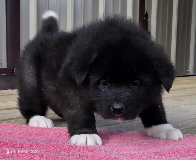 Neko  – Akita puppy for sale in Searsboro, IA