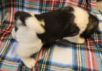 Lucca, a female Akita for sale in Searsboro, IA – Photo 3 of 7