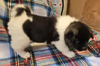 Lucca, a female Akita for sale in Searsboro, IA – Photo 4 of 7