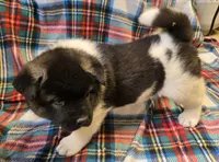 Lucca, a female Akita for sale in Searsboro, IA – Photo 6 of 7