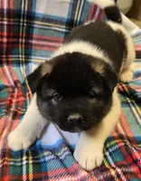 Lucca, a female Akita for sale in Searsboro, IA – Photo 2 of 7