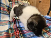 Lucca, a female Akita for sale in Searsboro, IA – Photo 7 of 7