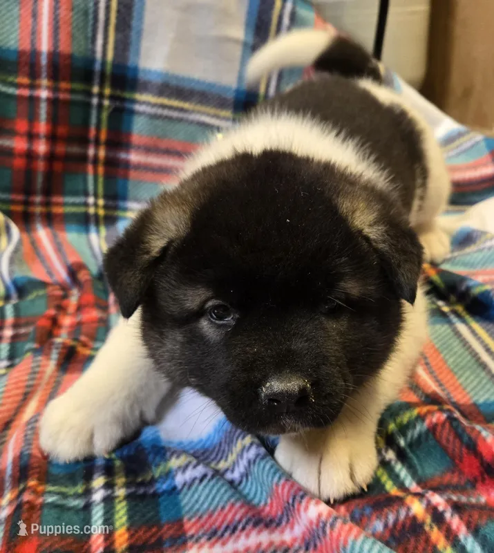 Lucca, a female Akita for sale in Searsboro, IA – Photo 1 of 7