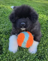 Odin , a male Akita for sale in Searsboro, IA – 8 of 8