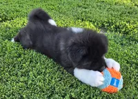 Odin , a male Akita for sale in Searsboro, IA – 7 of 8