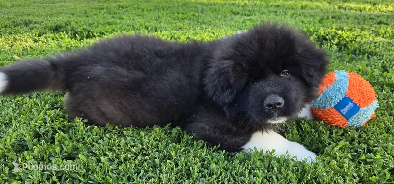Odin  – Akita puppy for sale in Searsboro, IA