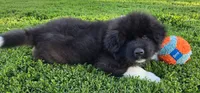 Odin , a male Akita for sale in Searsboro, IA – 1 of 8
