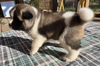 Hoss, a male Akita for sale in Searsboro, IA – 4 of 4