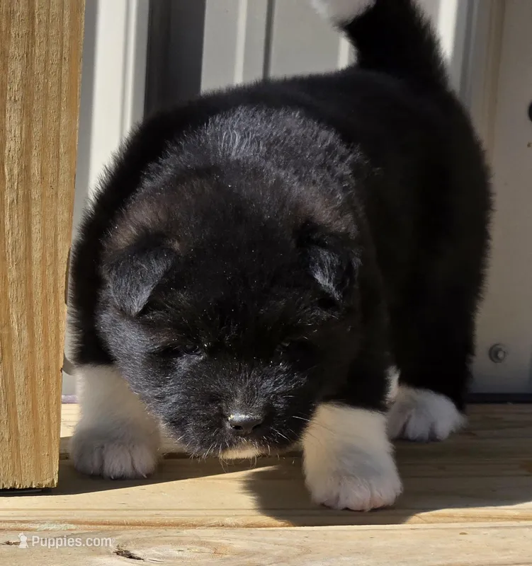 Archer – Akita puppy for sale in Searsboro, IA