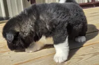 Archer, a male Akita for sale in Searsboro, IA – Photo 3 of 4