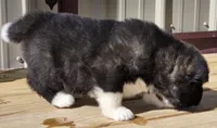 Archer, a male Akita for sale in Searsboro, IA – Photo 2 of 4