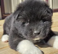 Archer, a male Akita for sale in Searsboro, IA – Photo 4 of 4