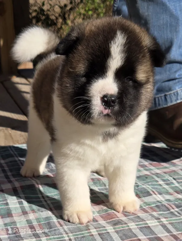 Hoss, a male Akita for sale in Searsboro, IA – 1 of 4
