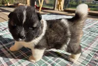 Eli, a male Akita for sale in Searsboro, IA – 4 of 6