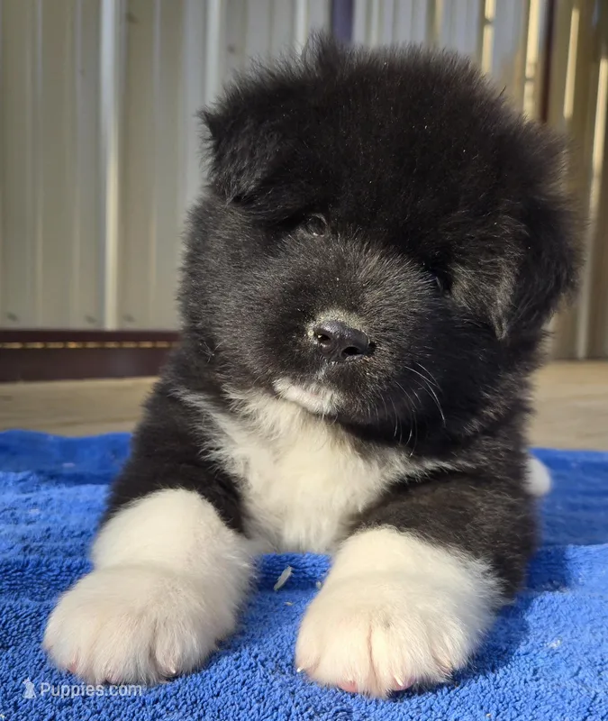 Odin  – Akita puppy for sale in Searsboro, IA