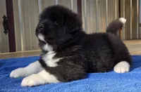 Odin , a male Akita for sale in Searsboro, IA – 6 of 8
