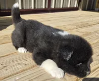 Odin , a male Akita for sale in Searsboro, IA – Photo 6 of 6