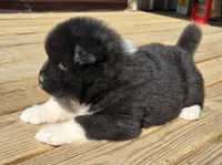 Odin , a male Akita for sale in Searsboro, IA – Photo 3 of 6