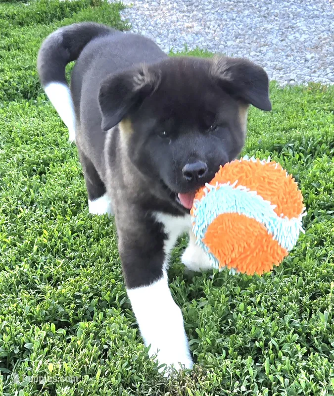 Raiden – Akita puppy for sale in Searsboro, IA