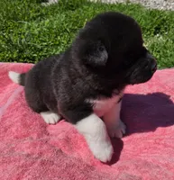 Raiden, a male Akita for sale in Searsboro, IA – Photo 2 of 4