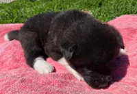 Raiden, a male Akita for sale in Searsboro, IA – Photo 3 of 4