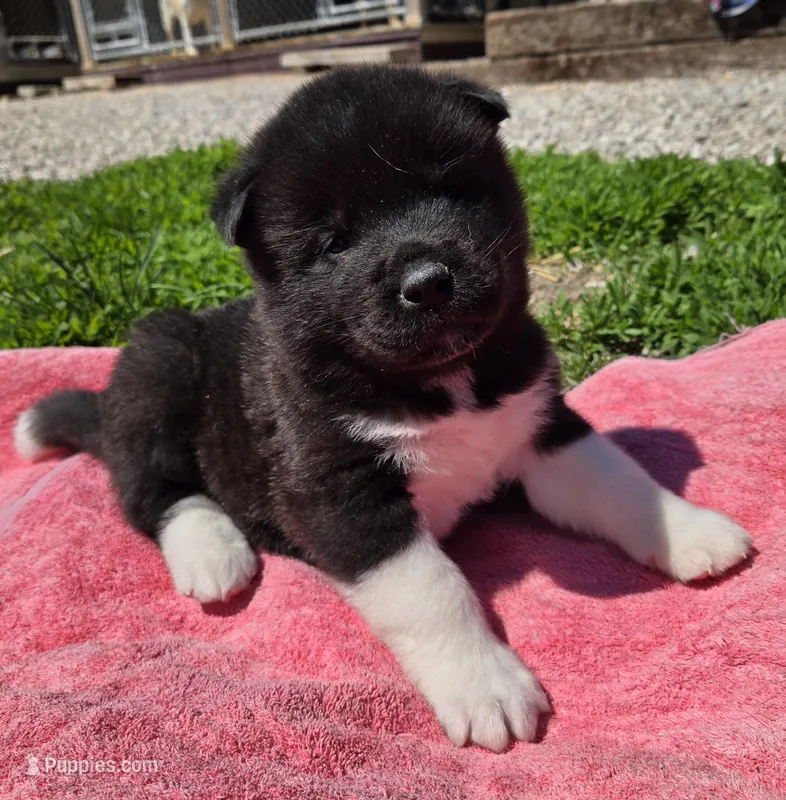 Raiden – Akita puppy for sale in Searsboro, IA