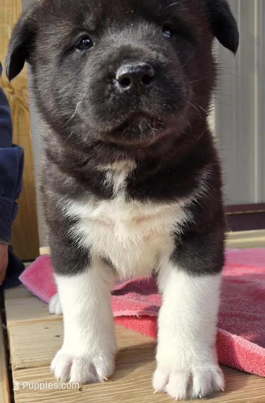Raiden – Akita puppy for sale in Searsboro, IA
