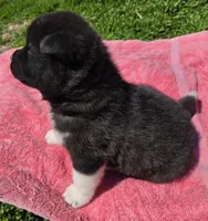 Raiden, a male Akita for sale in Searsboro, IA – Photo 4 of 4