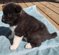 Wick, a male Akita for sale in Searsboro, IA – Photo 3 of 5