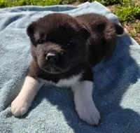 Wick, a male Akita for sale in Searsboro, IA – Photo 4 of 5