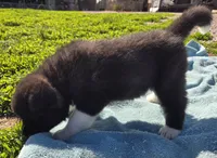 Wick, a male Akita for sale in Searsboro, IA – Photo 5 of 5