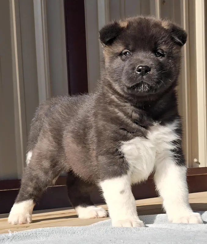 Wick – Akita puppy for sale in Searsboro, IA