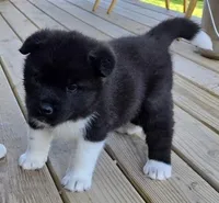 Wick, a male Akita for sale in Searsboro, IA – Photo 2 of 5
