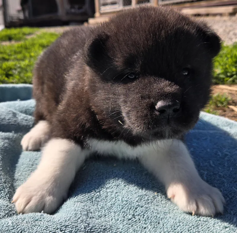 Wick – Akita puppy for sale in Searsboro, IA